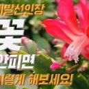 게발선인장 키우기 방법 개발 게발 선인장꽃 이미지