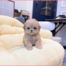 미유펫 강아지분양 고양이분양 김포점 이미지