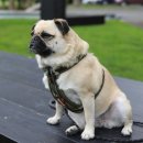 시흥24시센트럴동물의료센터 이미지