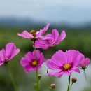 레이키
