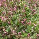 지천농장 이미지