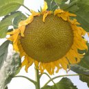 해바라기가맥 이미지