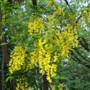 푸른건강녹즙 이미지