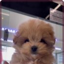 로얄펫 강아지분양 고양이분양 전주본점 이미지