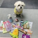 수원, 용인애견용품 추천: 더로얄펫본점 다녀온 후기 🐶🐱❤️