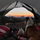 댕댕이와냥이 이미지