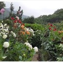 죽지않아 PC 이미지