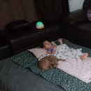 보국가든 이미지