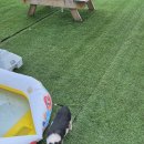 칠곡동물체험카페 이미지