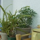 (주)리코 | 빈티지 디카 초보의 리코CX6 후기