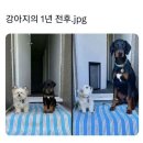 춘천기정떡