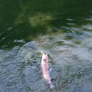 솔치팬션 이미지