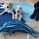 하울팟 한남점 이미지