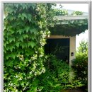 고흥 우림원의 나무와 꽃들 이미지