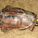 거북농장 이미지