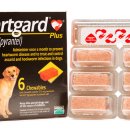 서울동물심장병원 이미지