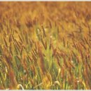 기영농원 이미지