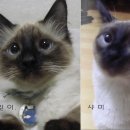 샴