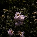 가야2리 이미지