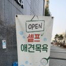 새롬애견 | [세종시/새롬동] 털 날림 걱정 끝! 24시 셀프 애견 목욕 '버블독스' 방문기