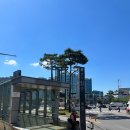 장미동산(좌) | [경기 부천] 가볍게 보기 좋은 부천 백만송이장미원