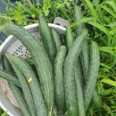 금비농장 이미지