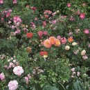 자연의 색 물들이기 이미지