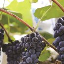 포도 - 성북구 보문로34길 54 | 포도