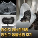 골양천 | 강아지 담낭점액종 수술 양천구 동물병원에서 받았어요
