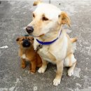 제주댕댕스푼 이미지