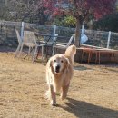 애견카페왕 이미지