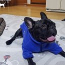 Tophandler 이미지