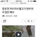 만수제 이미지