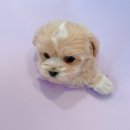 디어퍼피 이미지