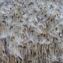 숲속통나무 이미지