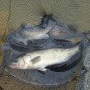 어심바다낚시터 이미지