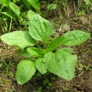 Re:카페 회원 골든벨(금종)님을 대신해서 올림니다.---＞어느님 블로그에서 폐암에 좋은 자료라합니다 이미지