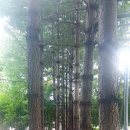 최형만 카카오 검색결과