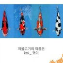 코이(Koi)