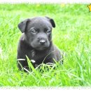 닥터훈트 이미지