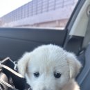 강쥐엄마네 이미지