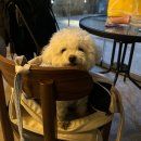 해안대로-2 | [창원 마산 카페] 컵넛 | 애견동반 가능한 해안대로 카페