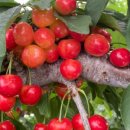 맘마농장 이미지