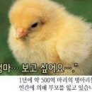 더더치킨 - 강서구 | 더더치킨