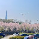 젤라떼리아피오니 이미지