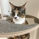 다다쿤(DADACOON) 이미지