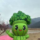 양산 원동 미나리축제, 원동 미나리 삼겹살 후기