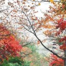정이용원 이미지