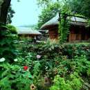 아름다운 개 이미지