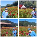 2023-9-24(일) 평창,백일홍꽃밭&봉평,이효석문화관! (묶음사진) 이미지